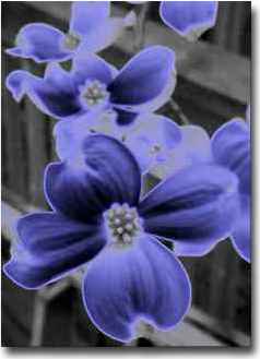 Dogwood with Background