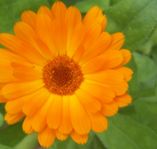 Calendula
