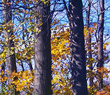 Blue Sky and Yellow Leaves