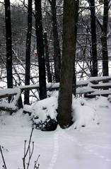 Snowy scene with squirrel tracks.
