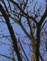 Blue Sky and Tree Branches