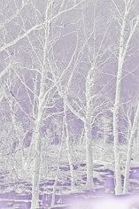 Sky, oak trees and snow, pink tint.