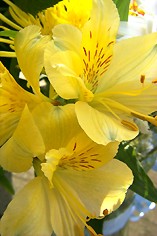 Yellow Lilies