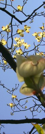 Looking up at the Dogwood blooms from the deck chair.