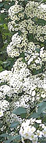 Spirea