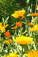 Orange and yellow blooms.