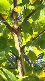 Birch trunk and leaves.
