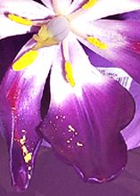 Fully blown tulip bloom.