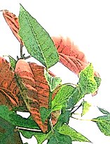 overexposed poinsetta