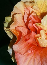 Hibiscus Red & Yellow