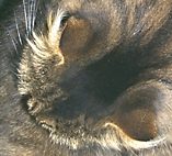 Looking down at the cat's head.