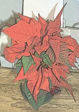 poinsettia