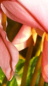 Pink Flower Close-up