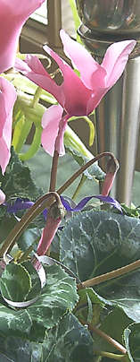Pink Blooms in the Winter Sunshine