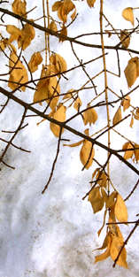 Dead leaves & bare branches against the snow.