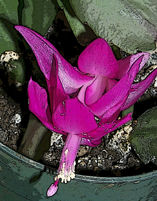 Crhistmas Cactus Bloom