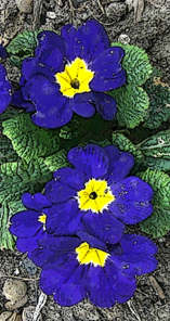 English Primrose