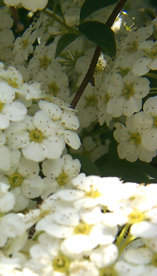 Spirea