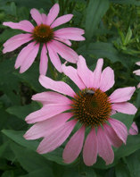 Echinecea