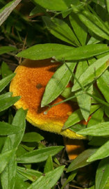 Toadstool peeking out from behind Sweet Woodruff.