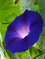Morning Glory October 1999