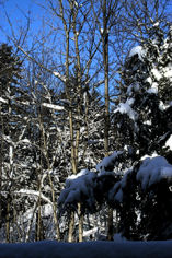 Snow in the treetops.