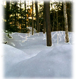 Snow and Trees