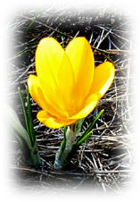 Yellow Crocus