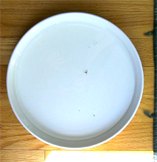 mosquito and blackfly suspended