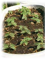 morning glory seedlings
