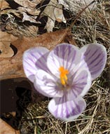 crocus and oak leaf
