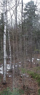 Receding snow in the bush