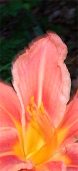 Lily yellow and orange