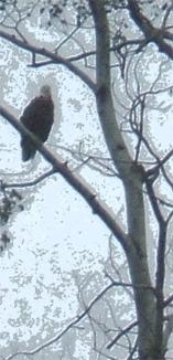 Bald Eagle