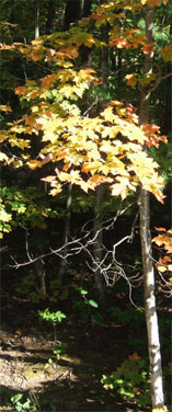 Yellow maple leaves in the sunlight.
