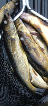The catch!  Pickerel.