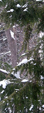 Pine bough laden with snow.
