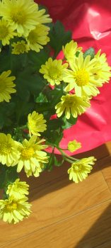 Yellow chrysanthemum in the sun.