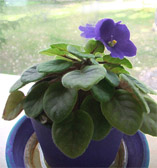 African Violet in Bloom