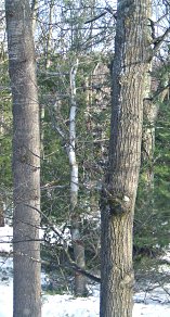 Pine Branch that came down in Sunday's wind storm.
