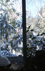 Snow laden branches lit up by sunlight.