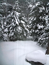 Evergreens laden with snow.