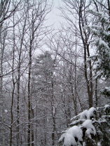 The bush as viewed fromt he kitchen window, snowing.