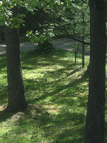 Dappled sunlight through green leaves.