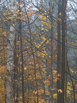 Canadian Shield Rainy Day
