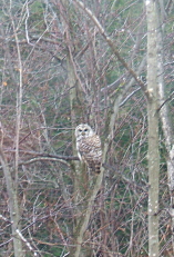 Barred Owl Ontario Canadian Shield