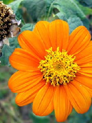 Tithonia