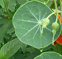 Nasturtium 2