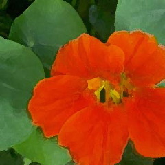 Nasturtium 1