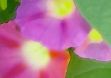 Morning Glory 1